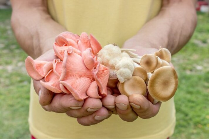 Benefits of Growing Mushrooms at Home