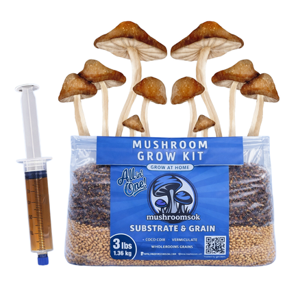 Mushrooms Ok Mycology Grow Kit