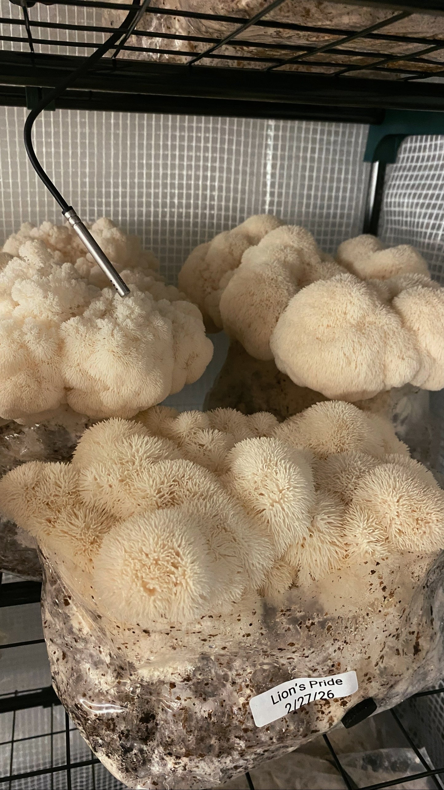 Medicinal Mushroom Grow Kit