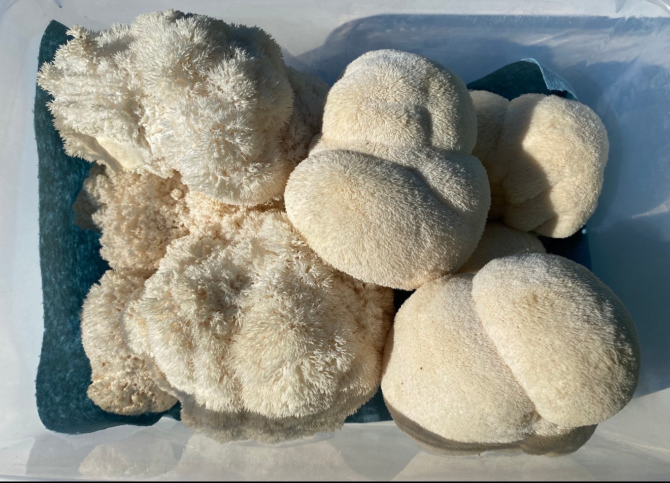 Medicinal Mushroom Grow Kit